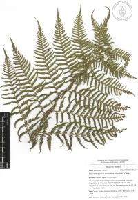 Macrothelypteris torresiana image